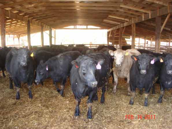 Charolais & Black Angus Heifers